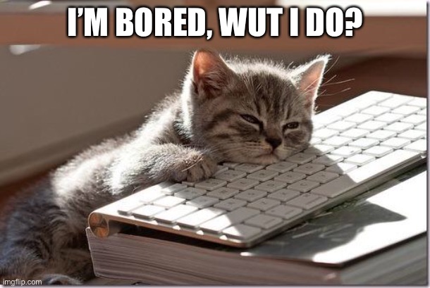 Bored Keyboard Cat | I’M BORED, WUT I DO? | image tagged in bored keyboard cat | made w/ Imgflip meme maker