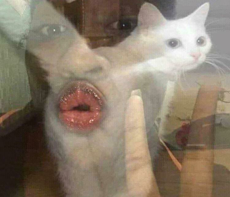 Blursed image cat's rear and person's lips Blank Meme Template