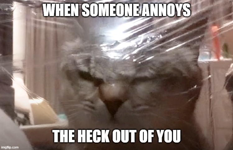 When Someone Annoys The Heck Out Of You | WHEN SOMEONE ANNOYS; THE HECK OUT OF YOU | image tagged in funny cat memes | made w/ Imgflip meme maker