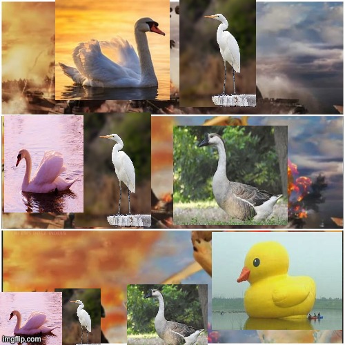 the ultimate battle of the water fowl 4th swan 3rd egret 2nd goose 1st QUACKIN | image tagged in upgraded version of godzilla v kong,goose,quack,duck,birds | made w/ Imgflip meme maker