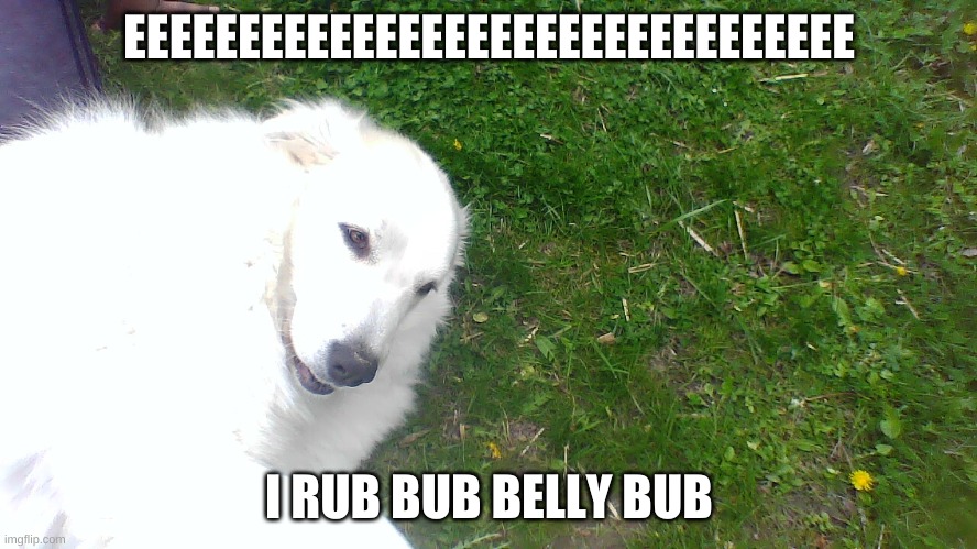 can we get this to the front page |  EEEEEEEEEEEEEEEEEEEEEEEEEEEEEEEE; I RUB BUB BELLY BUB | image tagged in one happy doggo | made w/ Imgflip meme maker