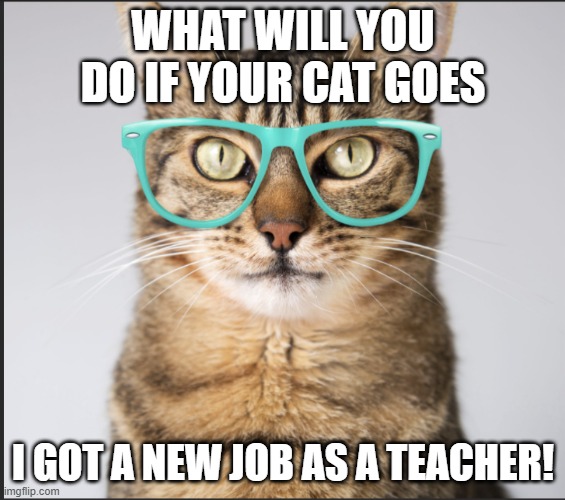 Cats Have Jobs? | WHAT WILL YOU DO IF YOUR CAT GOES; I GOT A NEW JOB AS A TEACHER! | image tagged in funny cats | made w/ Imgflip meme maker