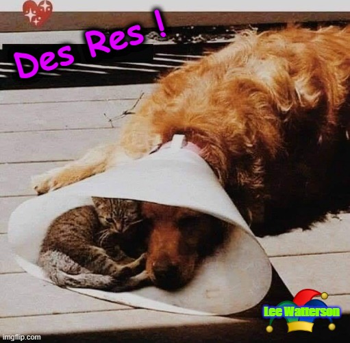 Des Res | Des Res ! Lee Watterson | image tagged in cats and dogs living together | made w/ Imgflip meme maker