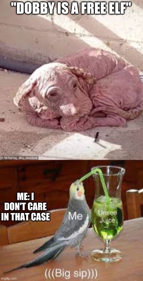 oh, god no |  "DOBBY IS A FREE ELF"; ME: I DON'T CARE IN THAT CASE | image tagged in dobby | made w/ Imgflip meme maker