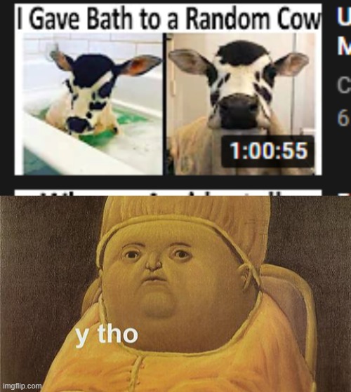 oh look a cow lets give it a fucking bath | image tagged in y tho | made w/ Imgflip meme maker