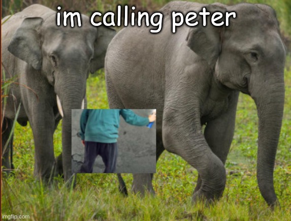 im calling peter | im calling peter | image tagged in animal crossing | made w/ Imgflip meme maker