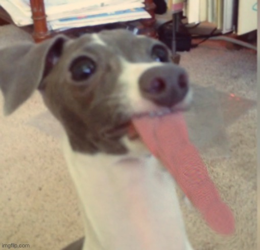 Meet kevin he used to be the world record holder for longest tongue | image tagged in not a meme | made w/ Imgflip meme maker