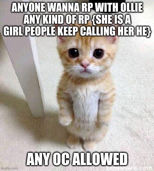 Cute Cat | ANYONE WANNA RP WITH OLLIE ANY KIND OF RP {SHE IS A GIRL PEOPLE KEEP CALLING HER HE}; ANY OC ALLOWED | image tagged in memes,cute cat | made w/ Imgflip meme maker