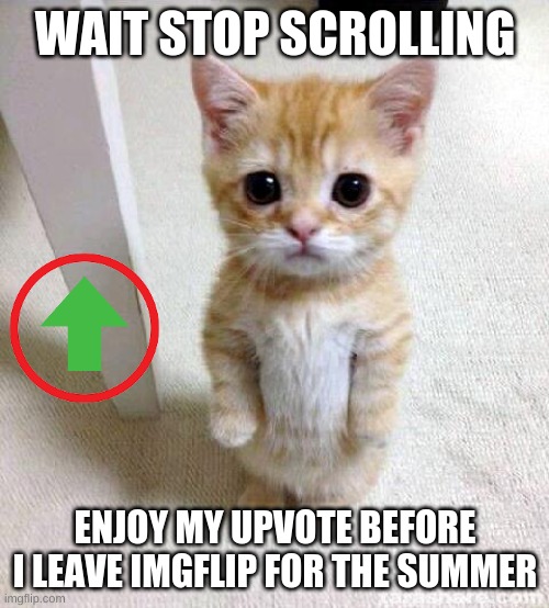 bye | WAIT STOP SCROLLING; ENJOY MY UPVOTE BEFORE I LEAVE IMGFLIP FOR THE SUMMER | image tagged in memes,cute cat | made w/ Imgflip meme maker