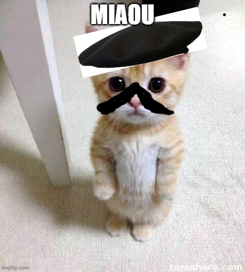 Cute Cat Meme | MIAOU | image tagged in memes,cute cat | made w/ Imgflip meme maker