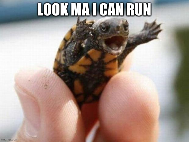 happy baby turtle | LOOK MA I CAN RUN | image tagged in happy baby turtle | made w/ Imgflip meme maker