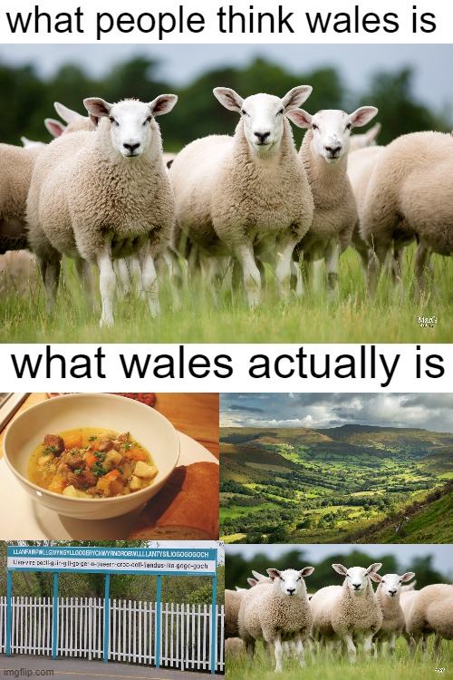 it's not just sheep... well some of it is sheep | what people think wales is; what wales actually is | image tagged in blank white template,memes | made w/ Imgflip meme maker