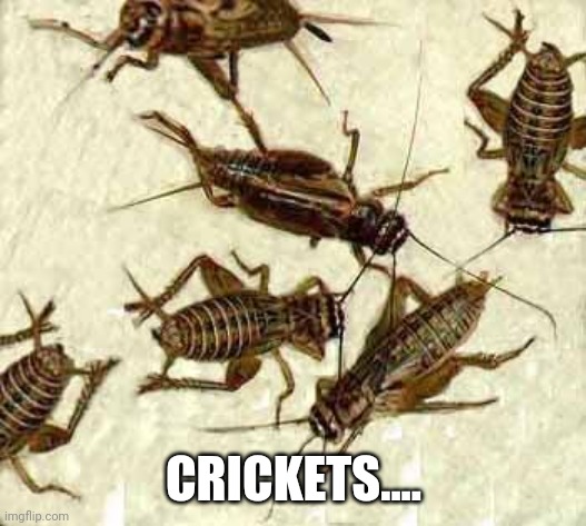 Crickets | CRICKETS.... | image tagged in crickets | made w/ Imgflip meme maker