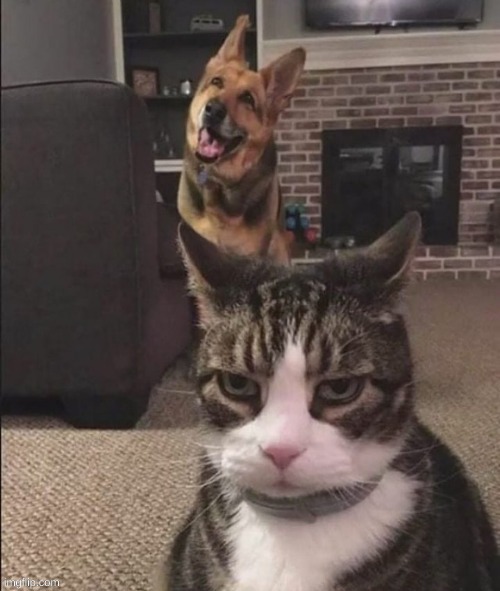 someone from the cats stream asked me to do this | image tagged in happy dog and annoyed cat | made w/ Imgflip meme maker