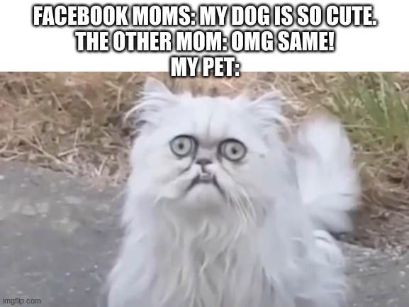 FACEBOOK MOMS: MY DOG IS SO CUTE.
THE OTHER MOM: OMG SAME!
MY PET: | image tagged in cats | made w/ Imgflip meme maker