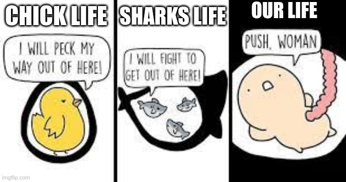 it so hard | OUR LIFE; SHARKS LIFE; CHICK LIFE | image tagged in baby,born,real life | made w/ Imgflip meme maker