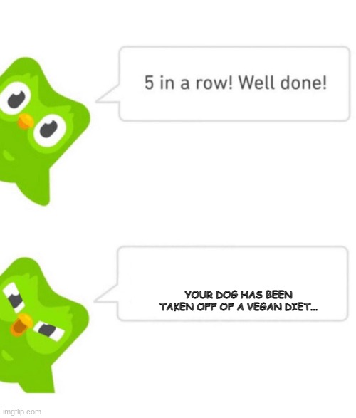 Duolingo 5 in a row |  YOUR DOG HAS BEEN TAKEN OFF OF A VEGAN DIET... | image tagged in duolingo 5 in a row | made w/ Imgflip meme maker