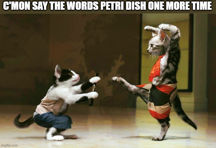 cruise ship petri dish | C'MON SAY THE WORDS PETRI DISH ONE MORE TIME | image tagged in cruise,vacation,petri dish,cats,fighting | made w/ Imgflip meme maker