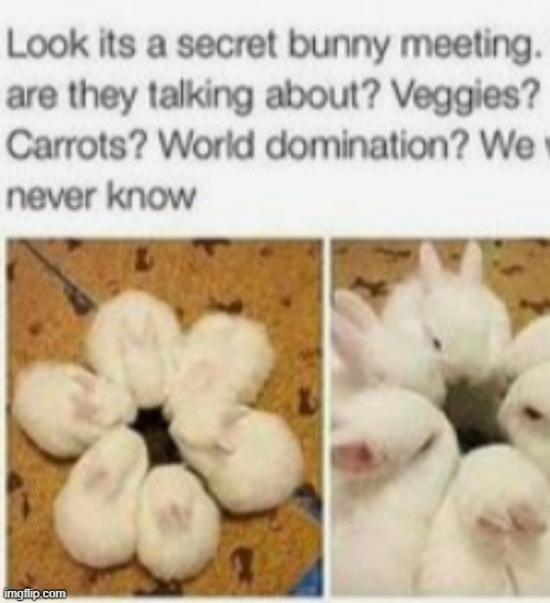 bunny meeting | image tagged in meeting | made w/ Imgflip meme maker