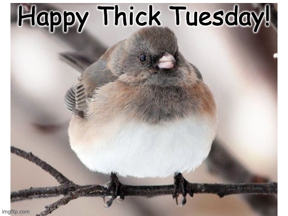 Happy Thick Tuesday! | image tagged in thicc | made w/ Imgflip meme maker