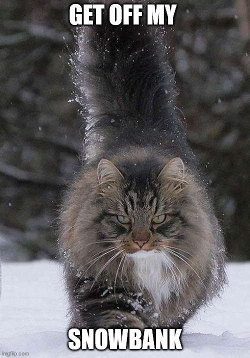 Snow Cat | GET OFF MY; SNOWBANK | image tagged in warrior cats,funny cat memes | made w/ Imgflip meme maker