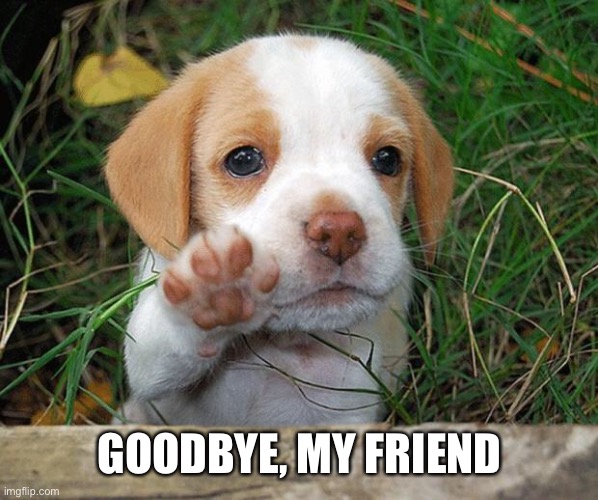 dog puppy bye | GOODBYE, MY FRIEND | image tagged in dog puppy bye | made w/ Imgflip meme maker