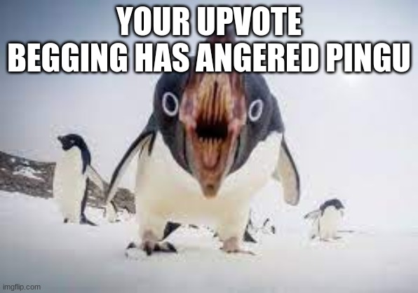 You have angered pingu | YOUR UPVOTE BEGGING HAS ANGERED PINGU | image tagged in you have angered pingu | made w/ Imgflip meme maker