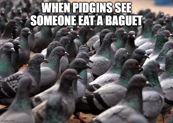 Pidgeon Mob |  WHEN PIDGINS SEE SOMEONE EAT A BAGUET | image tagged in pidgeon mob | made w/ Imgflip meme maker