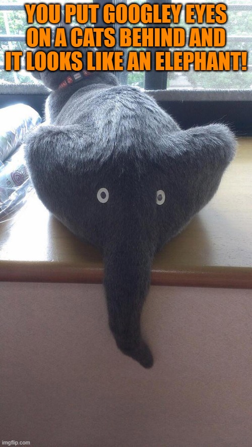 YOU PUT GOOGLEY EYES ON A CATS BEHIND AND IT LOOKS LIKE AN ELEPHANT! | made w/ Imgflip meme maker