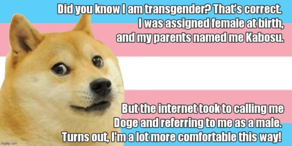 Doge is Trans | image tagged in doge | made w/ Imgflip meme maker