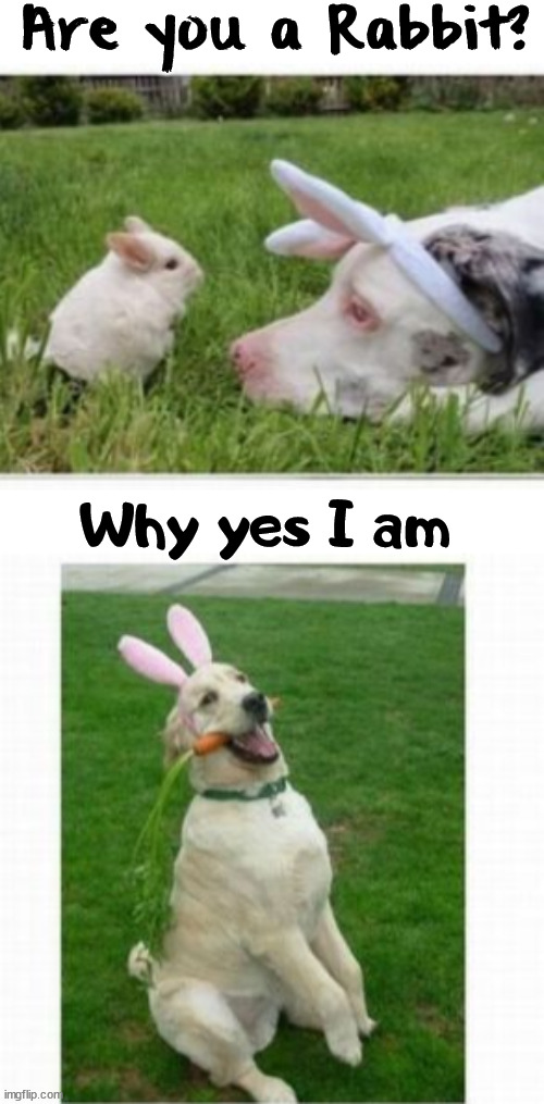 Are you a Rabbit? Why yes I am | image tagged in dogs | made w/ Imgflip meme maker