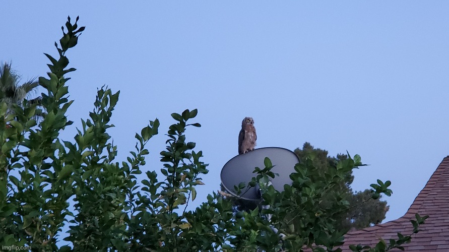 Owl on satellite dish | image tagged in owl | made w/ Imgflip meme maker