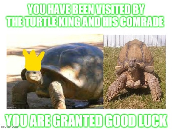 Turtle King | image tagged in turtles,good luck | made w/ Imgflip meme maker