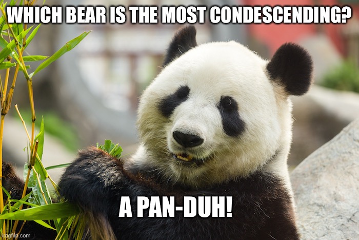 Pan-DUH | WHICH BEAR IS THE MOST CONDESCENDING? A PAN-DUH! | image tagged in dad joke | made w/ Imgflip meme maker