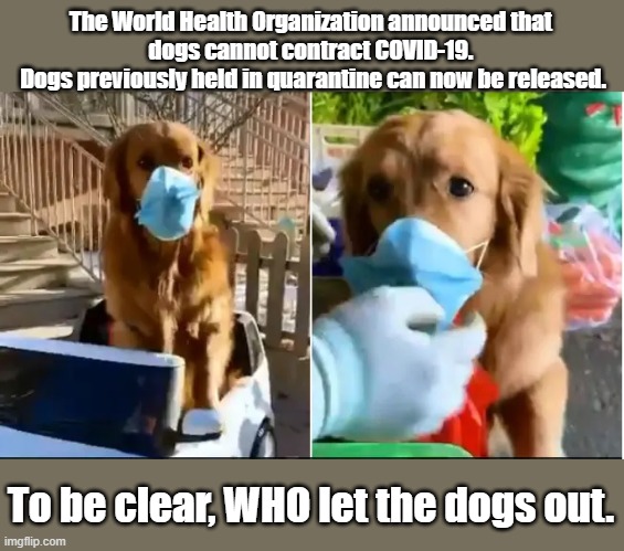 Quarantined dog | The World Health Organization announced that 
dogs cannot contract COVID-19. 
Dogs previously held in quarantine can now be released. To be clear, WHO let the dogs out. | image tagged in quarantine,dog | made w/ Imgflip meme maker