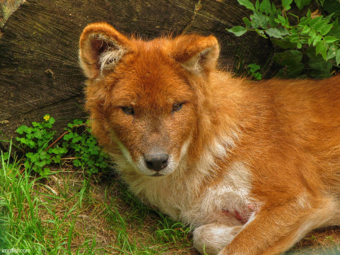 awwww dholes are the best ^-^ no need to mark this nsfw thats there actual name | image tagged in bonjour | made w/ Imgflip meme maker