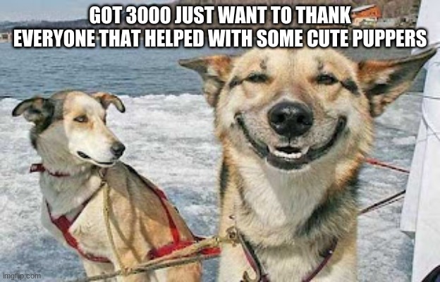 Original Stoner Dog Meme | GOT 3000 JUST WANT TO THANK EVERYONE THAT HELPED WITH SOME CUTE PUPPERS | image tagged in memes,original stoner dog | made w/ Imgflip meme maker