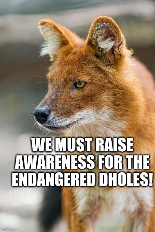 we must save them! | WE MUST RAISE AWARENESS FOR THE ENDANGERED DHOLES! | image tagged in bonjour | made w/ Imgflip meme maker