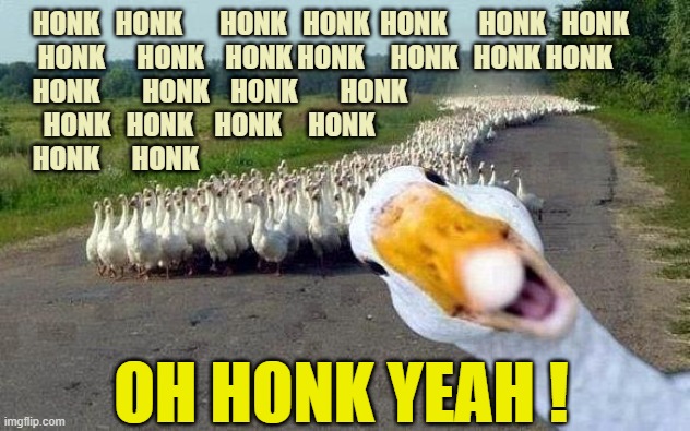 Some real honkers | HONK   HONK       HONK   HONK  HONK      HONK   HONK    
 HONK      HONK    HONK HONK     HONK   HONK HONK
HONK        HONK    HONK        H | image tagged in goose,honk,animals,traffic jam | made w/ Imgflip meme maker