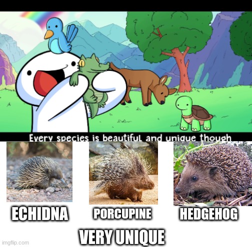 Echidna=medium spikes,Porcupine=big spikes,Hedgehog=small spikes | HEDGEHOG; PORCUPINE; ECHIDNA; VERY UNIQUE | image tagged in animals,porcupine,hedgehog | made w/ Imgflip meme maker