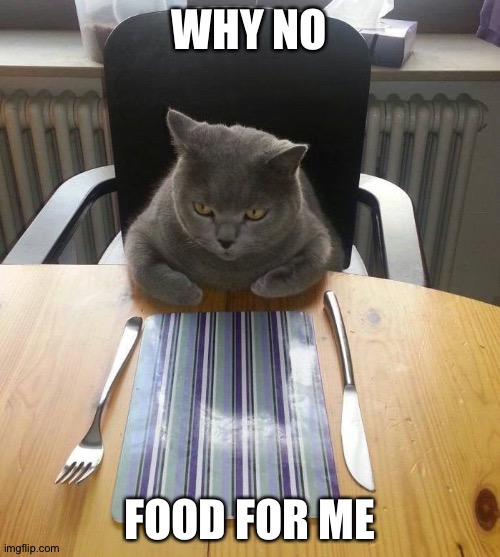 hungry cat | WHY NO; FOOD FOR ME | image tagged in hungry cat | made w/ Imgflip meme maker