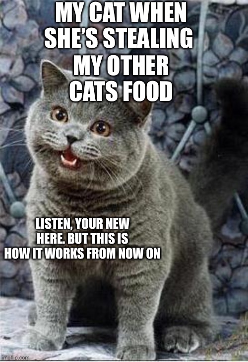 Listen... | MY CAT WHEN SHE’S STEALING; MY OTHER CATS FOOD; LISTEN, YOUR NEW HERE. BUT THIS IS HOW IT WORKS FROM NOW ON | image tagged in i can has cheezburger cat | made w/ Imgflip meme maker
