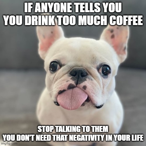 too much coffee | IF ANYONE TELLS YOU YOU DRINK TOO MUCH COFFEE; STOP TALKING TO THEM
YOU DON'T NEED THAT NEGATIVITY IN YOUR LIFE | image tagged in coffee meme,funny dog coffee meme | made w/ Imgflip meme maker
