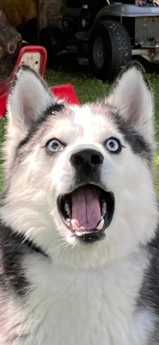 High Quality ShockedHusky Blank Meme Template