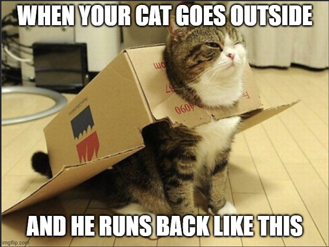 Super Cat! | WHEN YOUR CAT GOES OUTSIDE; AND HE RUNS BACK LIKE THIS | image tagged in funny cats | made w/ Imgflip meme maker