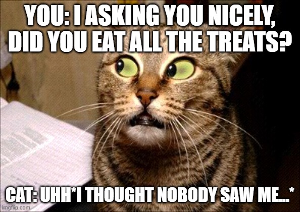 Uhh Cat | YOU: I ASKING YOU NICELY, DID YOU EAT ALL THE TREATS? CAT: UHH*I THOUGHT NOBODY SAW ME...* | image tagged in funny cat | made w/ Imgflip meme maker
