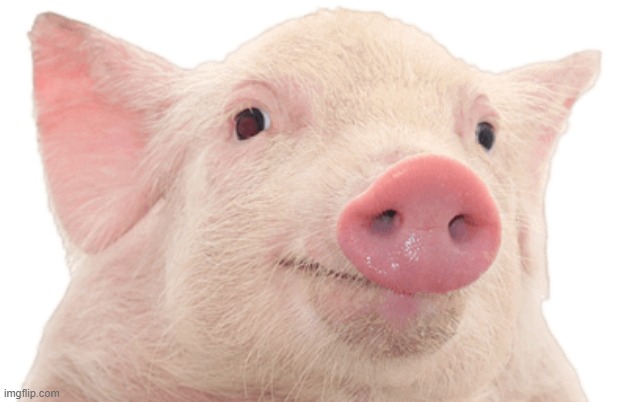 Here's a coot pig to cure depression | made w/ Imgflip meme maker
