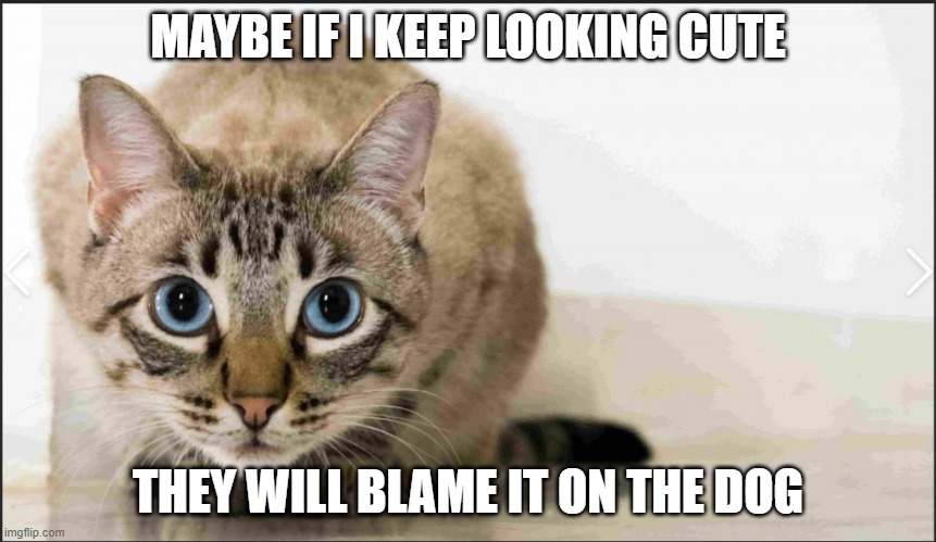 Keep cute! | MAYBE IF I KEEP LOOKING CUTE; THEY WILL BLAME IT ON THE DOG | image tagged in funny cats | made w/ Imgflip meme maker