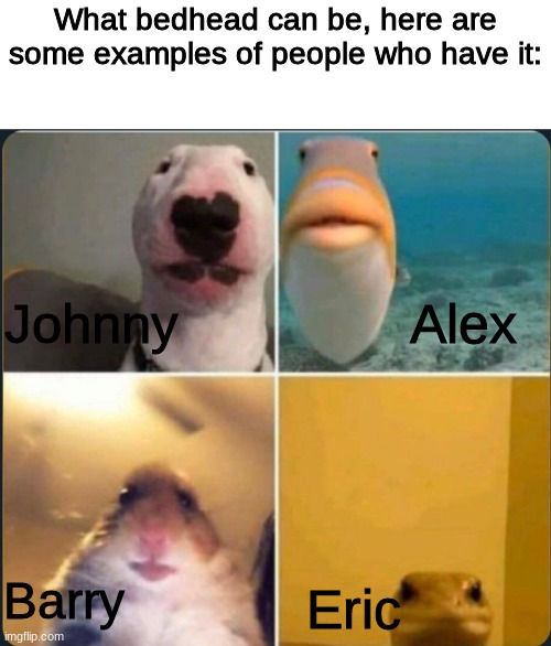 online classes | What bedhead can be, here are some examples of people who have it:; Johnny; Alex; Barry; Eric | image tagged in online classes | made w/ Imgflip meme maker