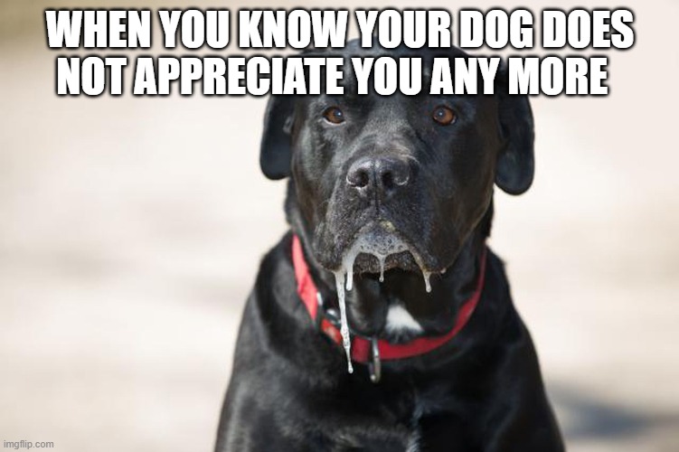 Drooling  dog | WHEN YOU KNOW YOUR DOG DOES NOT APPRECIATE YOU ANY MORE | made w/ Imgflip meme maker